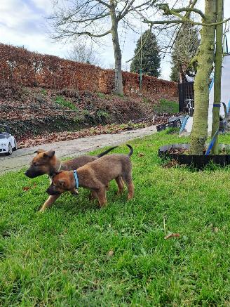 Alle  Mechelse herder x duitse herder pups picture 13