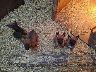Alle  Mechelse herder x duitse herder pups picture 9