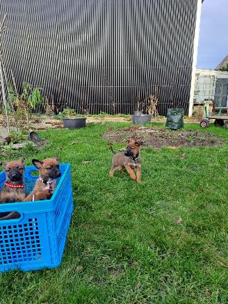 Alle  Mechelse herder x duitse herder pups picture 15