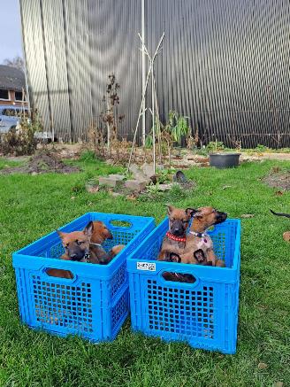Alle  Mechelse herder x duitse herder pups picture 2